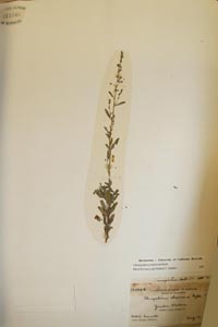 herbarium sheet of 